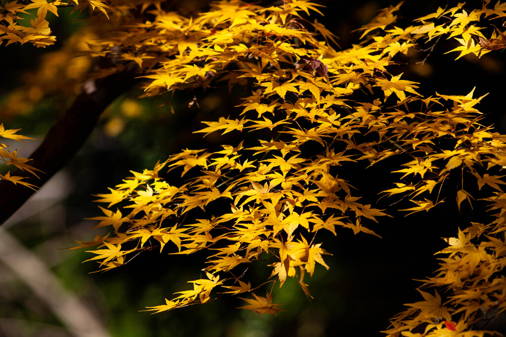 Nature『四季の森公園』