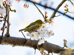 Nature「桜咲く」