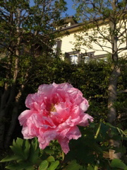 Nature「港町」