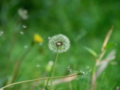 Nature「ちいさな旅立ち」