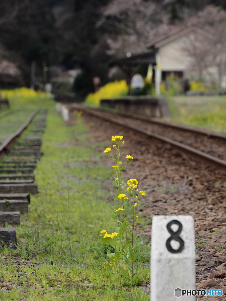 Nature「小湊鉄道」3