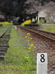 Nature「小湊鉄道」3