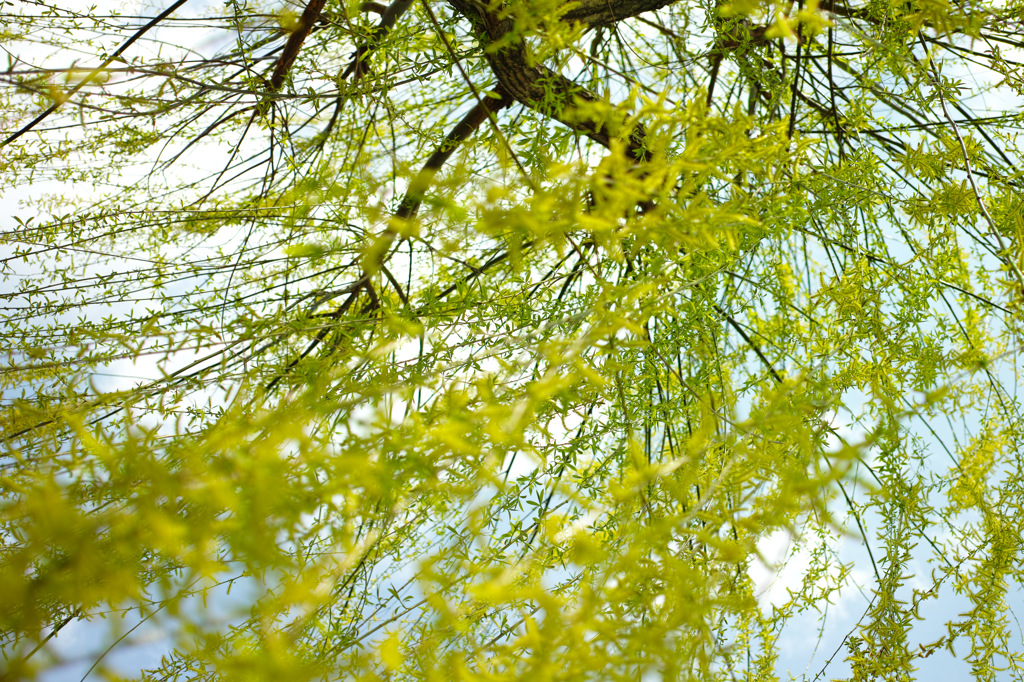 Nature「柳が芽吹く」