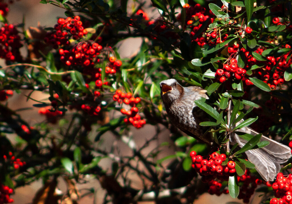 Nature『四季の森公園』