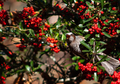 Nature『四季の森公園』