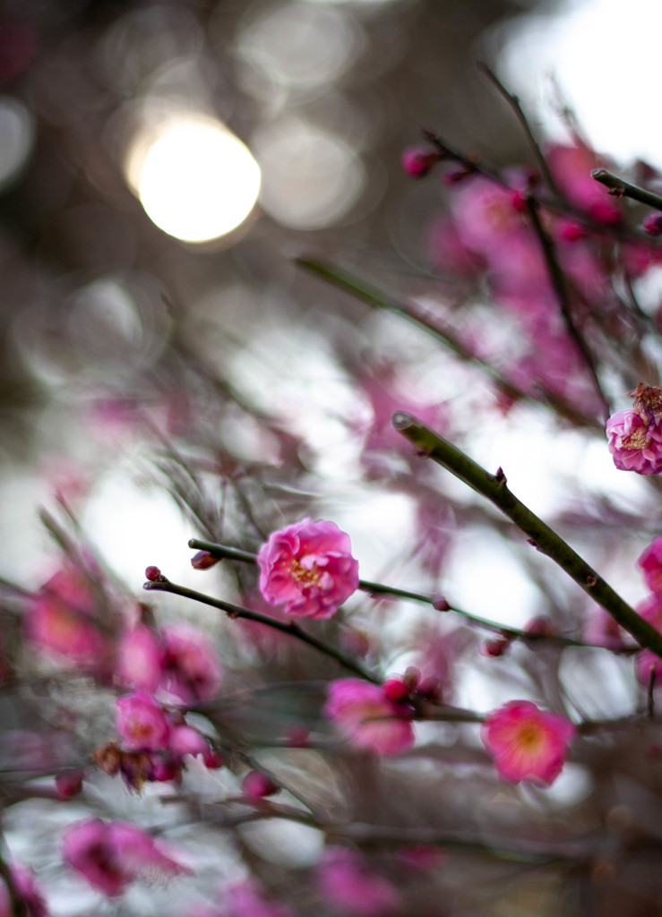 Nature