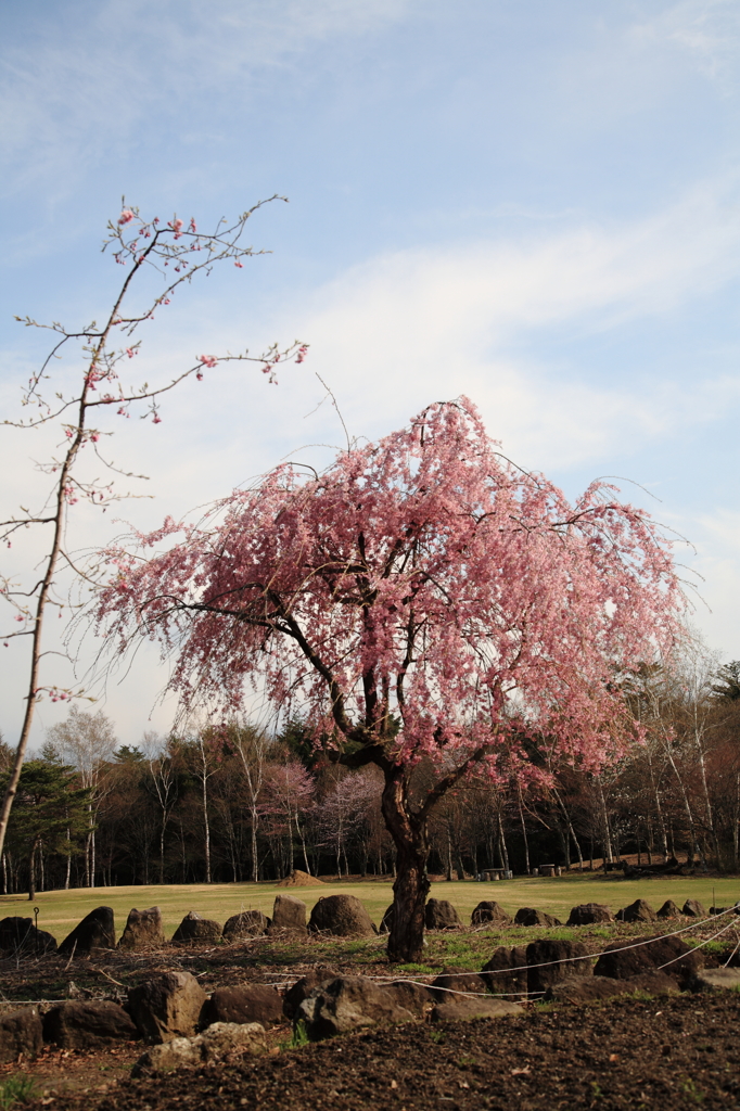 　Nature「野鳥の森公園」