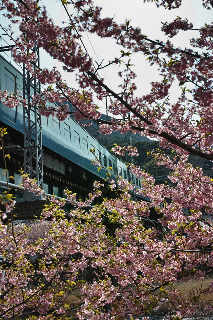 Nature「河津桜」