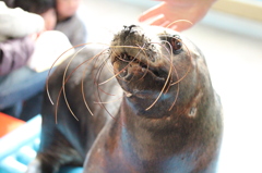 新江ノ島水族館