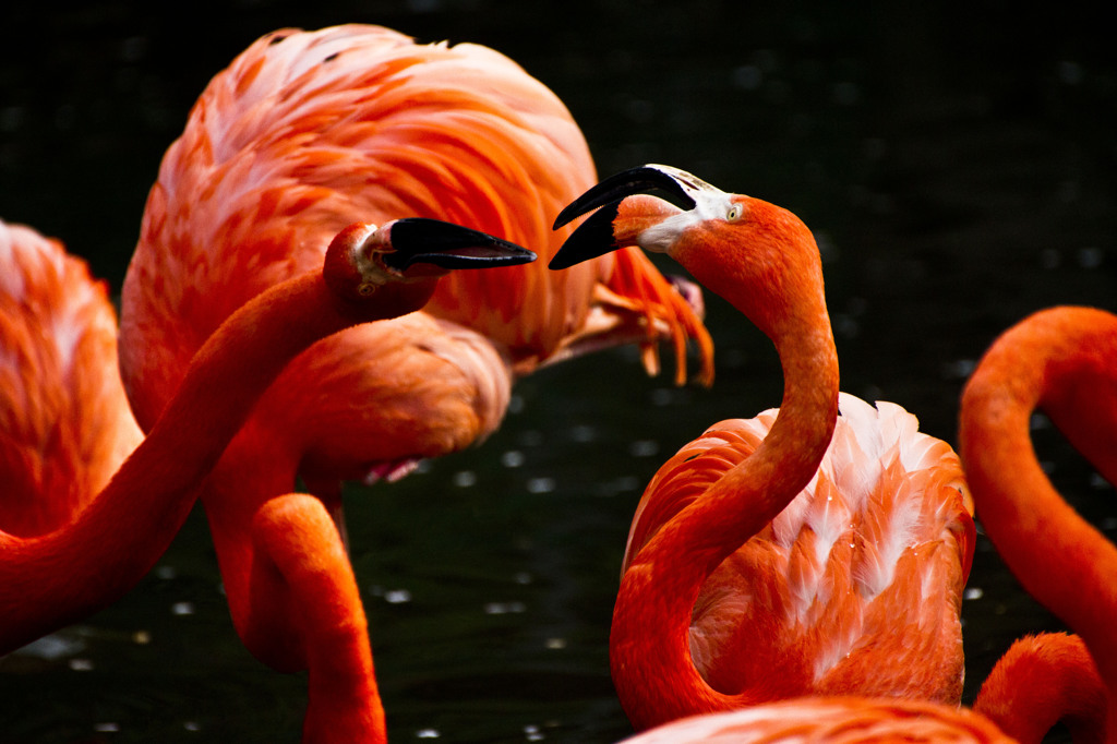 タンチョウBATTLE