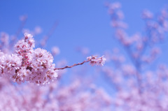 SAKURA