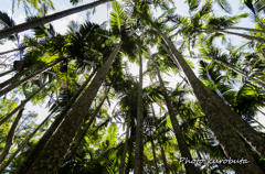 東南植物楽園_6