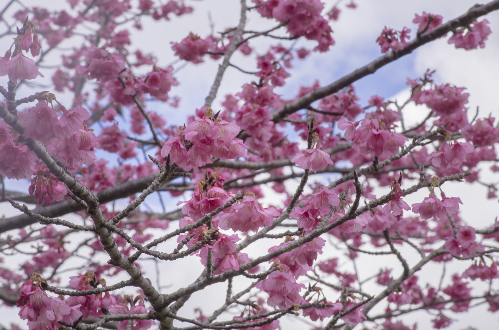 一番桜