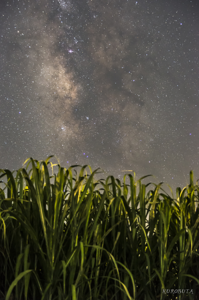 サトウキビと星空と