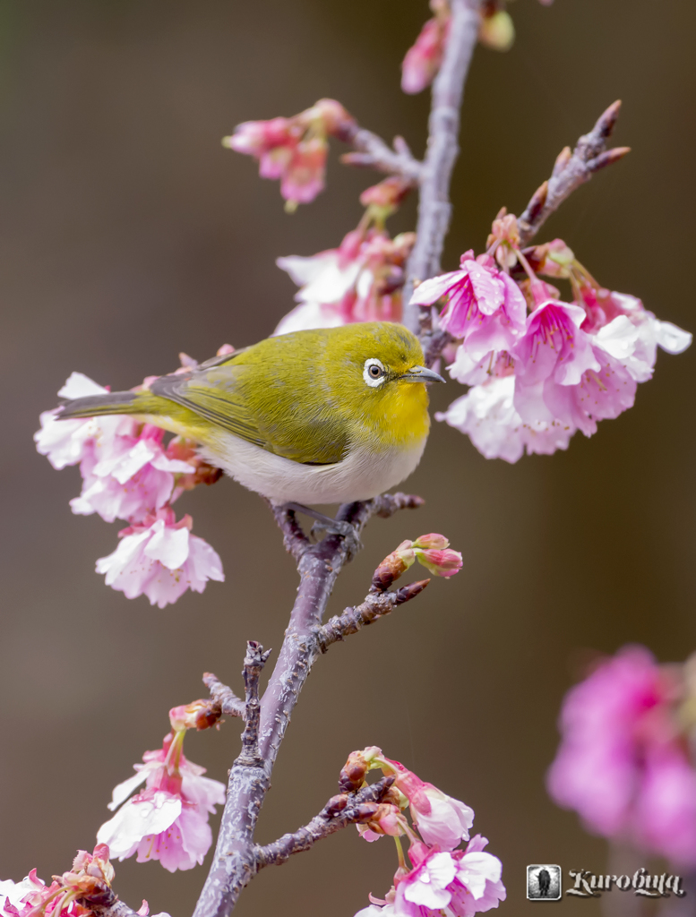 桜とメジロ