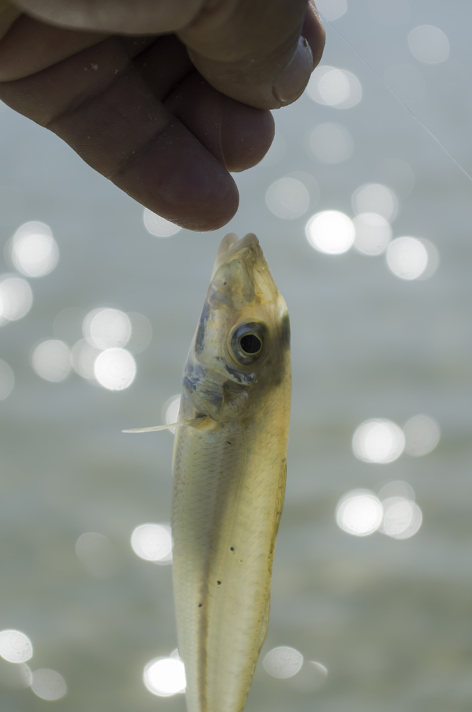 透ける魚体　ホシギス