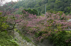 沖縄　花の季節到来