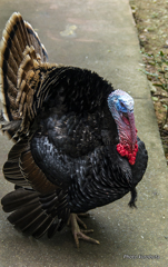 七面鳥の迫力