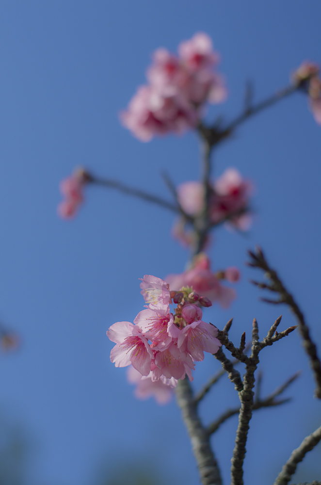 一番桜