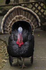 七面鳥の迫力