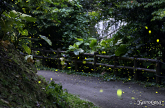 蛍光遊歩道