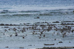 野鳥の海岸