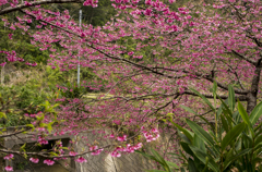 沖縄　花の季節到来