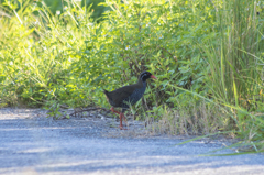 遭遇！ヤンバルクイナ