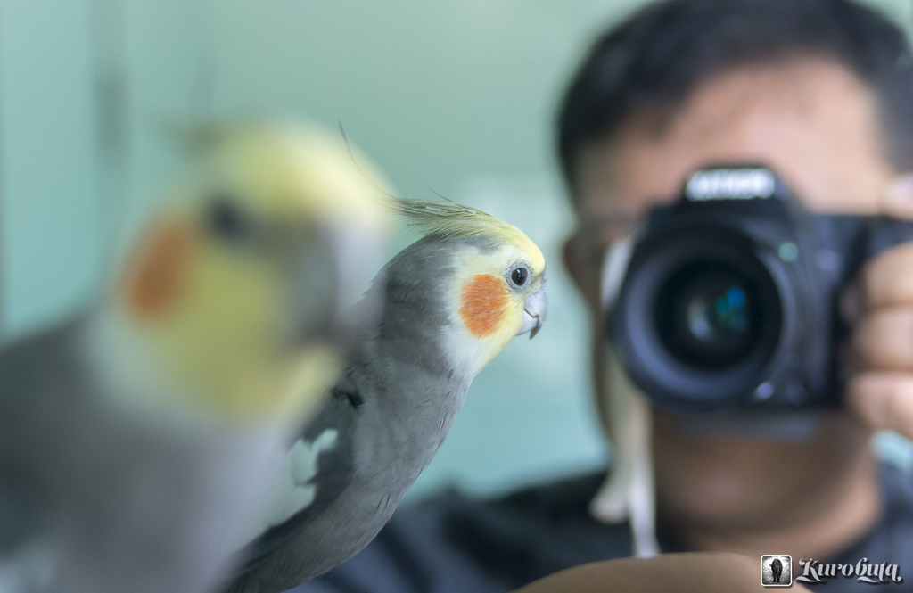 鏡とオカメインコ