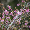 2016　一番桜_2