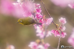 メジロと桜　ソフトフィルターを使って