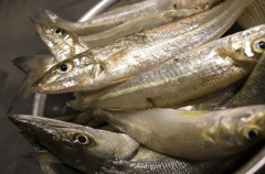 ある日の釣果