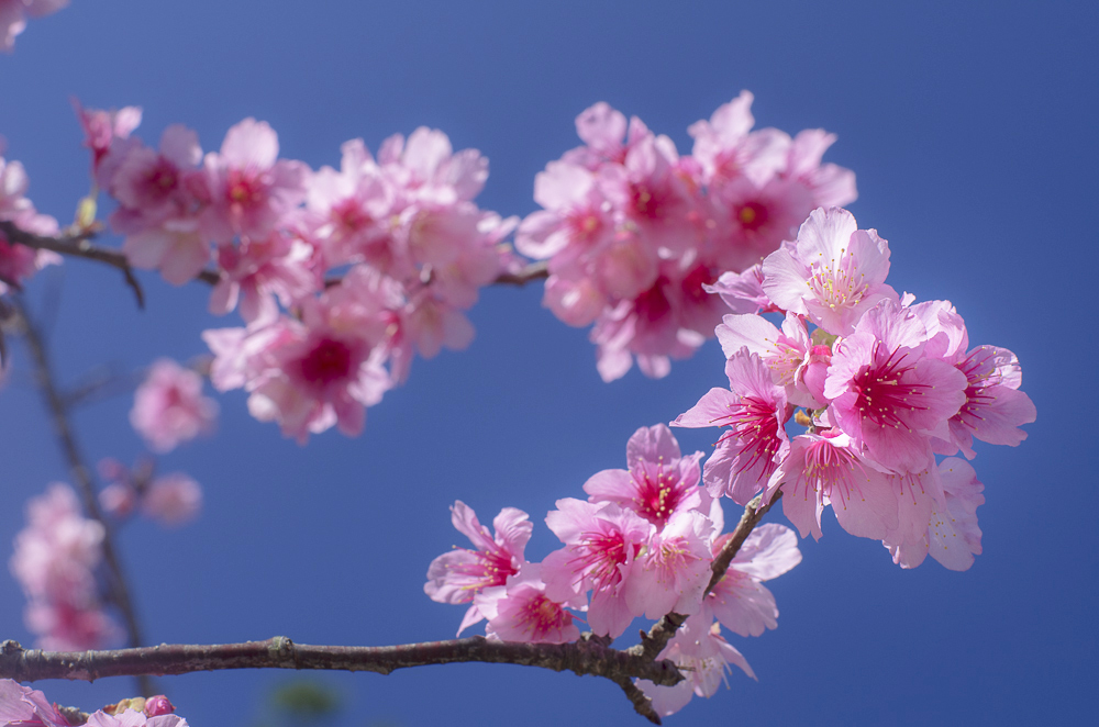 一番桜