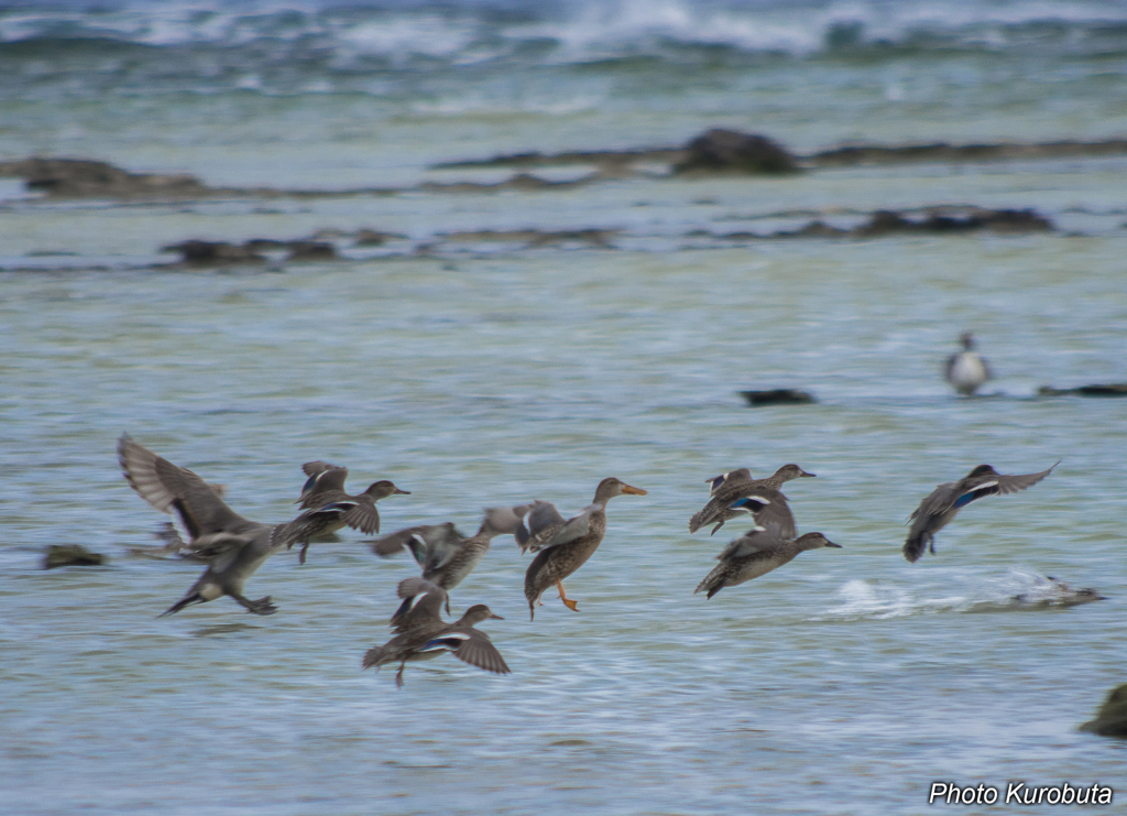 野鳥の海岸