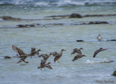 野鳥の海岸