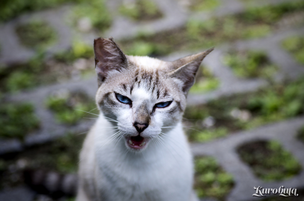 ヤクザな猫に凄まれるの巻 By 黒豚 Id 写真共有サイト Photohito