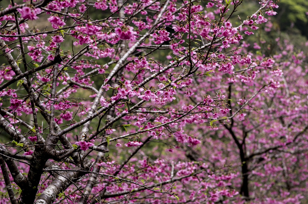 沖縄　花の季節到来