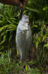 釣り上げたオオクチユゴイ_1
