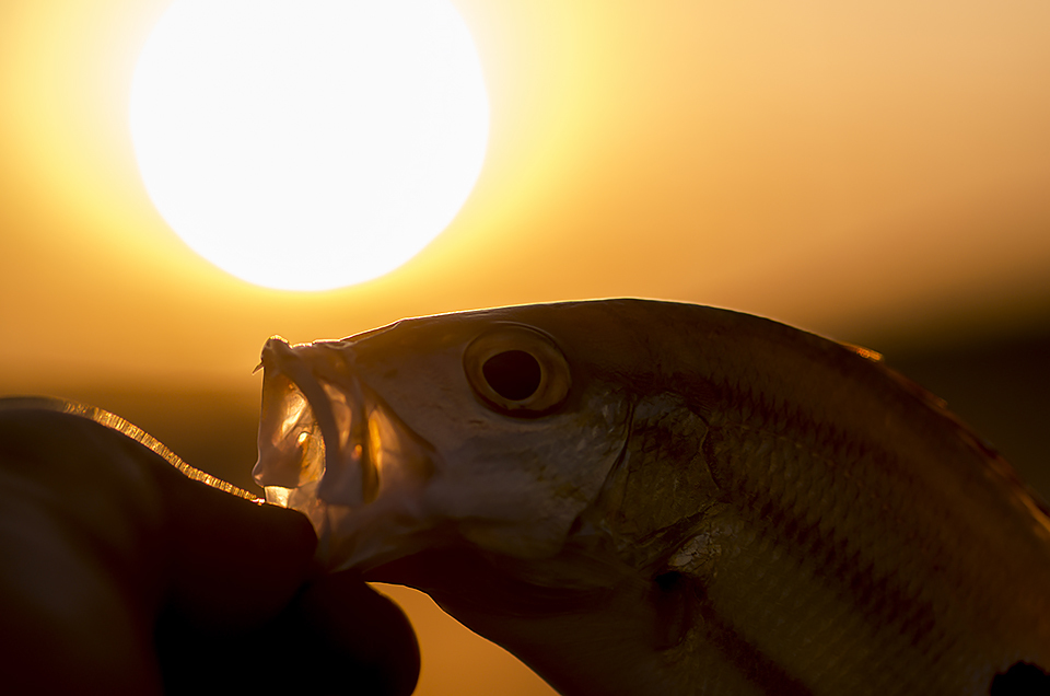 夕日と釣果