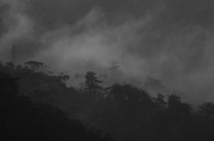 煙るヤンバルの森