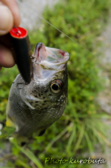 釣り上げたオオクチユゴイ_2