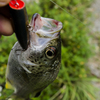 釣り上げたオオクチユゴイ_2