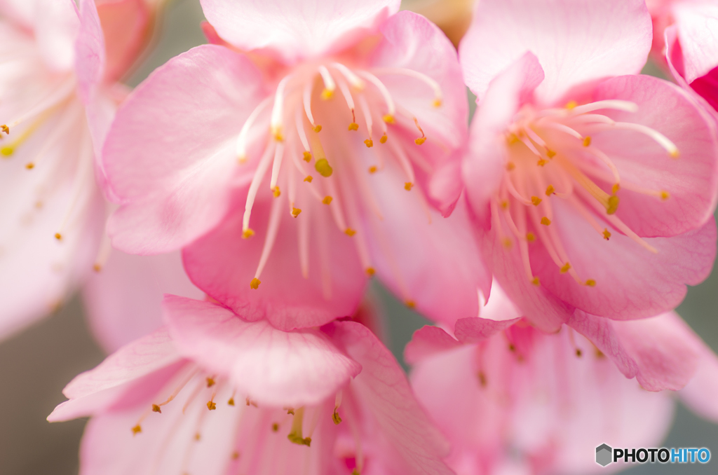 沖縄　寒緋桜