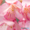 沖縄　寒緋桜