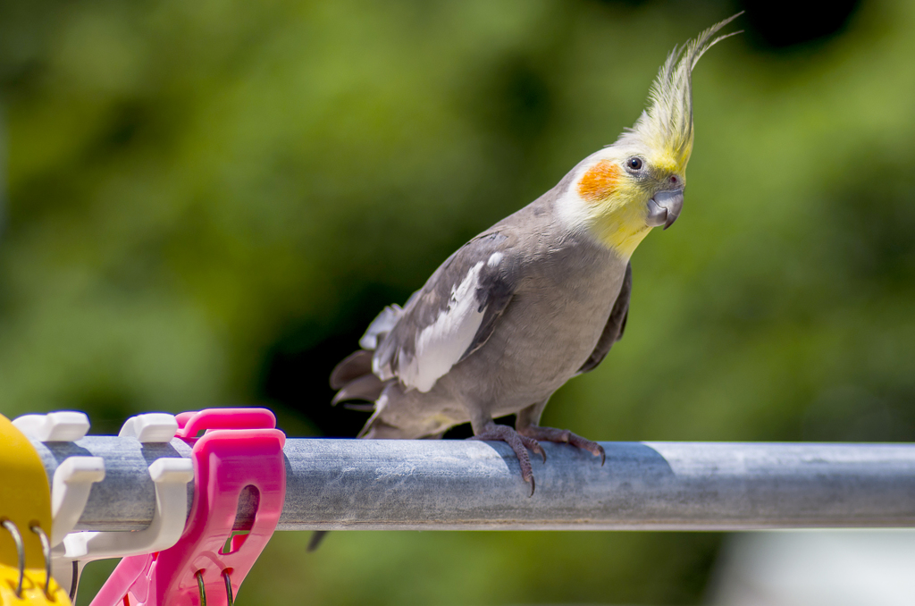 物干しインコ
