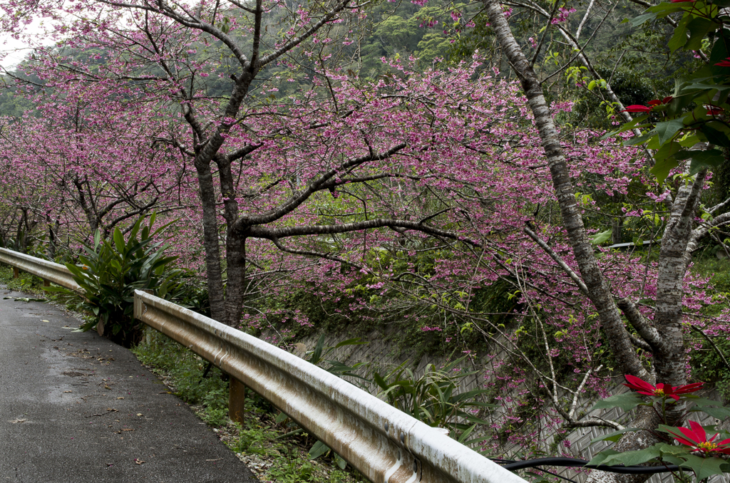 沖縄　花の季節到来
