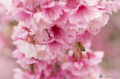 思い出になってしまった桜