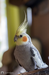 ウチの新入り