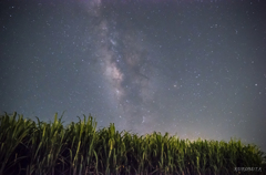 サトウキビと星空と