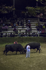 沖縄 闘牛の風景